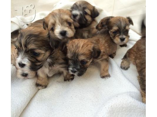 διασταύρωση των 3 ​​speices Morkie, X Μάλτας Yorkshire Terrier